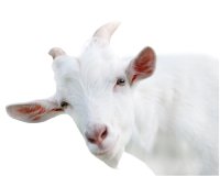 Экстракт Козьего молока водно-глицериновый